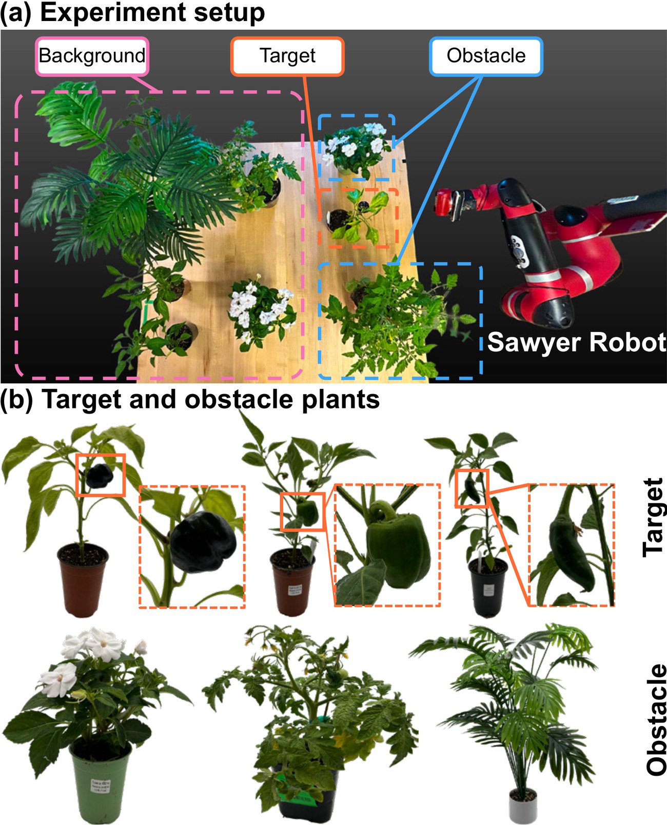 Experimental setup: indoor greenhouse testbed with a Sawyer robot, and the target pepper and obstacle plants used